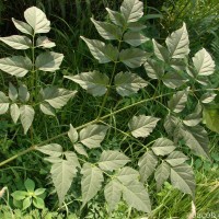 Millingtonia hortensis L.f.